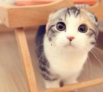 娱乐吃瓜君折耳猫七七,折耳猫的娱乐传奇