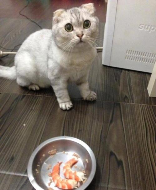 娱乐吃瓜君折耳猫七七,折耳猫的娱乐传奇